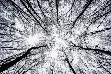 Ormandaki ağaçlar geniş bir bakış açısına sahipler. Siyah beyaz konsept.