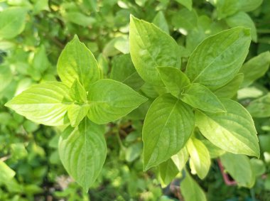 Tatlı Basil, Tayland Basili bahçede