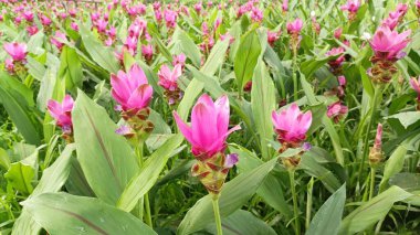 Chaiyaphum 'da Curcuma sessilis alanı Tayland' da