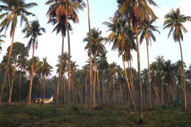 Tayland 'daki adada küçük evler. Adada bir sürü hindistan cevizi ağacı olan küçük evler.