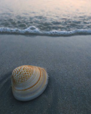 Akşamları kumsalda güzel deniz kabukları deseni