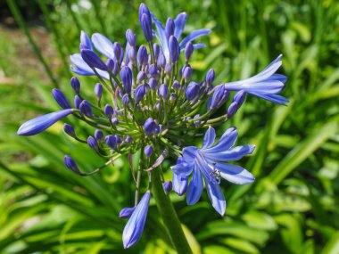 Agapanthus praecox, mavi zambak çiçeği, yaklaş. Afrika zambağı ya da Nil zambağı, Amarillidaceae familyasının popüler bahçe bitkisidir. Genel agapanthus açık mavi yüzlü, sahte çiçekleri vardır..