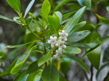 Beyaz küçük çiçekler ve yeşil yapraklar, yaklaşın. Çiçekler mor noktalı beş yaprak içerir. Fare deliği ağacı veya Myoporum acuminatum, Scrophulariaceae familyasından çiçek açan bir bitki..