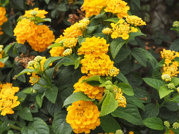 Yellow, funnel shaped, Lantana camara blossoms, close up. Colorful Verbena or common lantana flowers. Evergreen, perennial, ornamental shrub is flowering plant in the Verbena family, Verbenaceae