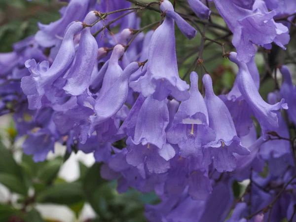 Mavi jakaranda ya da eğreltiotu ağacı, uzun ömürlü menekşe renkli çiçeklerle süslü bir bitkidir. Bignoniaceae familyasından Jacaranda mimosifolia subtropikal ağacı..