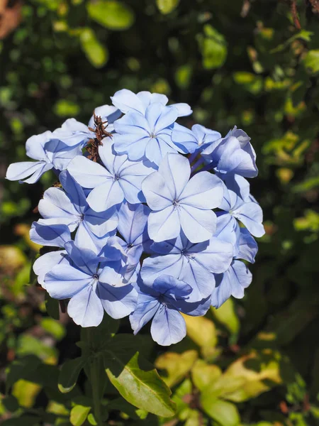 Plumbago auriculata çiçeği yaklaş. Mavi, simetri, phlox benzeri çiçekler yarışlarda sıralanır. Pelerin Leadwort ya da Pelerin Plumbago her zaman yeşil olan dağcı çalısıdır. Plumbaginaceae ailesinde çiçek açan bitki..