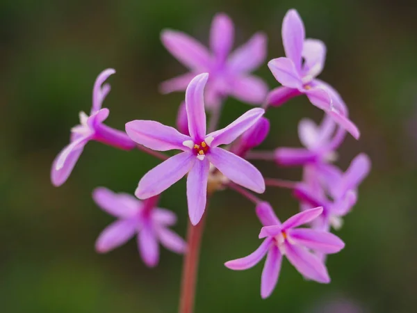 Tulbaghia violacea - Society Garlic, pink flower, close up. Pink Agapanthus or wild garlic is herbaceous, perennial, flowering plant in the family Amaryllidaceae, Allioideae.