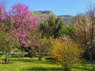 Caetani ailesi tarafından bir ortaçağ şehrinin kalıntılarında yaratılan inanılmaz Ninfa Bahçesi. Çiçek açan ağaçlar ve çalılarla dolu romantik bir park.