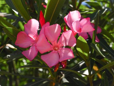 Pembe Oleander, kapat. En popüler tarla kuşu, çiçek açan, gösterişli çiçekler ve yemyeşil yapraklar. Nerium Oleander, Apocynaceae ailesinin en zehirli bahçe bitkisi, Wrightieae kabilesi..