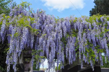 Çiçek açan menekşe salkım salkımı Sinensis. Asılan yarışlarda kokulu mor çiçekleri olan güzel verimli bir ağaç. Mavi Çin salkımı, Fabaceae familyasından bir bitki türü..
