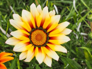 Hazinenin renkli çiçek başı Gazania Rigens, yaklaşın. Daisy gibi, çok renkli çekici bir çiçek. Gazania 'yı takip eden Asteraceae ailesindeki süs çiçeği bitkisi.