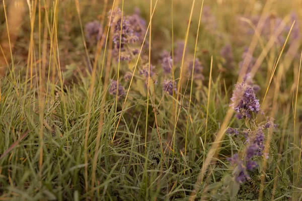 Autumn Alpen Valley Soft Light Purple Meadow Flowers Dry Grass — Stock Photo, Image