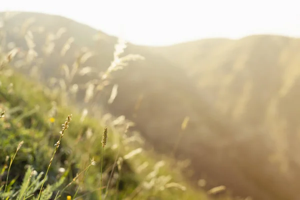 Барвистий Літній Гірський Пейзаж Схилом Зелений Високогірний Луг Крупним Планом — стокове фото