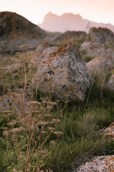 高地の谷の緑の牧草地でオレンジ色の地衣類 日没のぼかしで壮大な尾根のシルエット クローズアップ 夏の石とセレニティ屋外の山の風景 — ストック写真