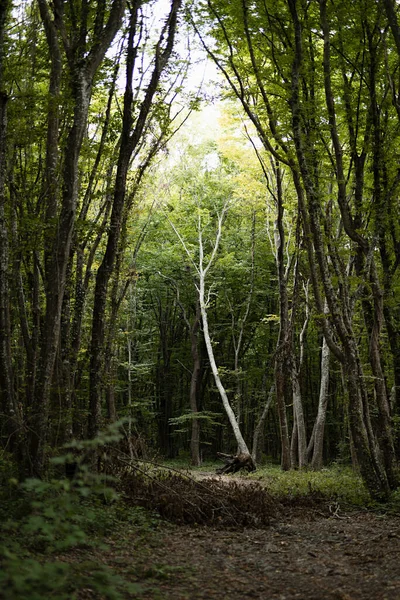 Světle Zelené Houští Listnatými Stromy Pěšinou Letní Pochmurný Tajemný Park — Stock fotografie