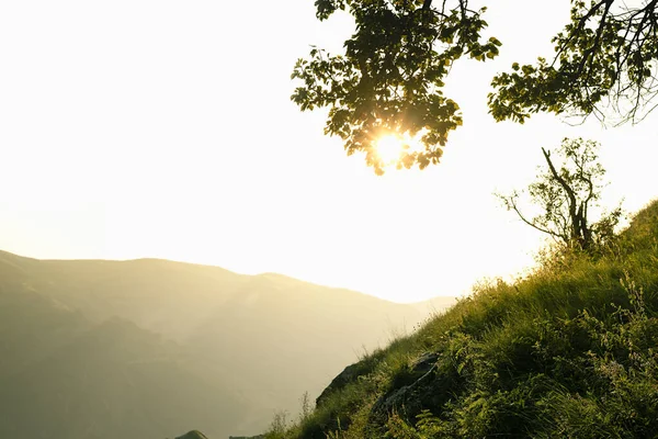 stock image Joyful mountain landscape -  lush green grass slope, branch of tree in golden yellow sunlight, sunbeams, silhouette and high mountain ridges in mist away in summer morning. Wonder tourism in Dagestan.