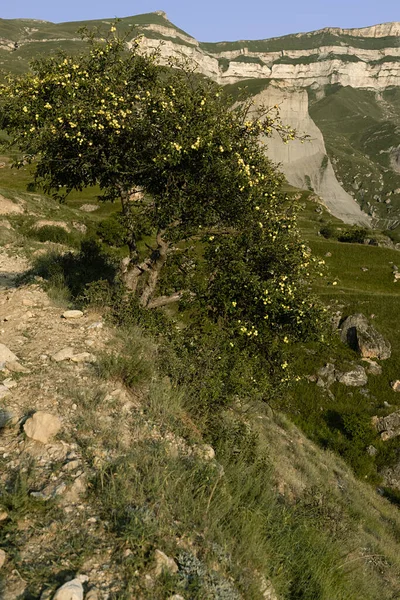 Радісний Літній Гірський Краєвид Яскраво Зелений Скелястий Схил Квітучим Яблуком — стокове фото