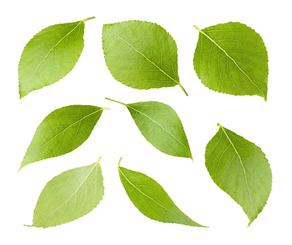 年轻的单片绿叶 有不同的侧面和观点 设置为白色背景隔离 果树的夏季鲜叶 梨子或桦树作为设计元素 免版税图库图片