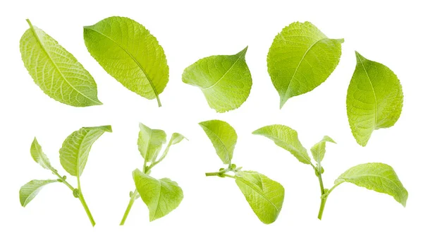 单片绿叶和幼芽 具有不同的侧面和观点 丰富的集白色背景为独立 果树夏鲜叶 梨子为设计元素 — 图库照片