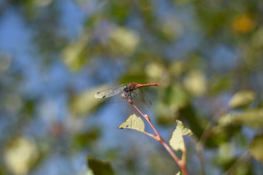 Yusufçuk böcekleri doğa bitkisi
