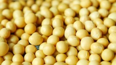 ,Çiğ soya tohumuna yakın çekim ,