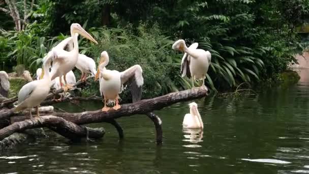 Slow Motion Three White Pelican Swimming Water — стоковое видео
