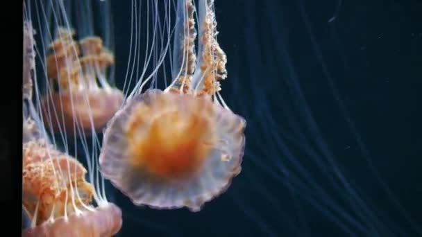 Jellyfish Aquarium Dark Green Color — Stock Video