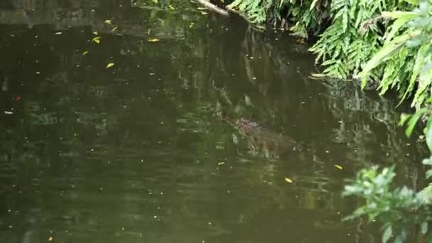 Crocodile Swim Lake High Quality Footage — Video