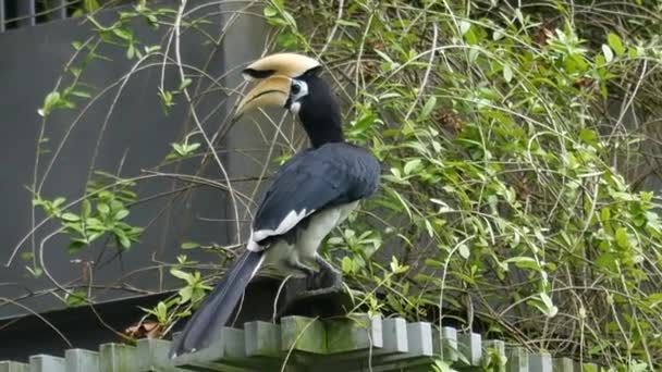 Toucan Bird Natural Setting Singapore — Stockvideo