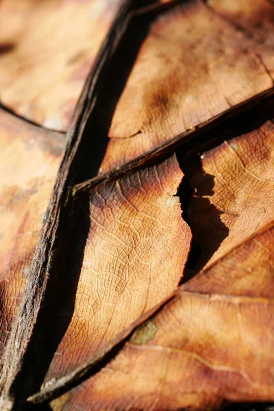 Suchy Brązowy Liść Drewnianym Tle — Zdjęcie stockowe
