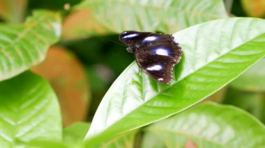 Yazın siyah ve mavi renkli kelebek