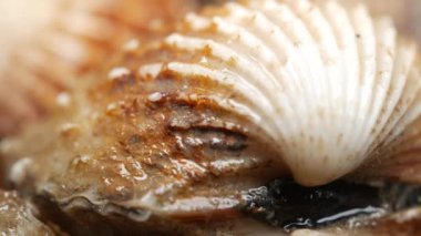 dolly shot of cockles on a plate .