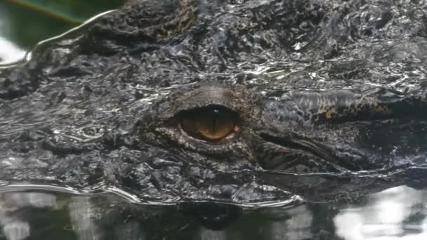 Krokodýl Plave Jezeře Vysoce Kvalitní Záběry — Stock video