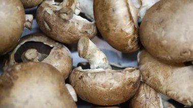 Şampiyon mantar yığını, yaklaşın. ,