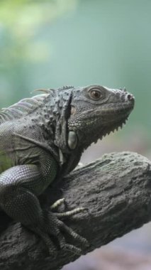  Dikenli Kertenkele Etrafa Bakınıyor ,