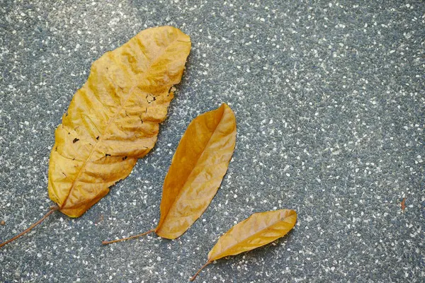 Сухий Коричневий Лист Дерев Яному Фоні — стокове фото