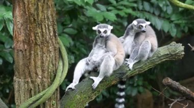 Halka kuyruklu lemur Singapur hayvanat bahçesine bakıyor. ,