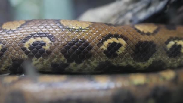 Sfondo Pelle Serpente Serpente Sta Strisciando Filmati Fullhd Alta Qualità — Video Stock