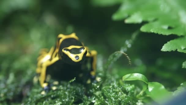 Frog Black Yellow Spot — Stock Video
