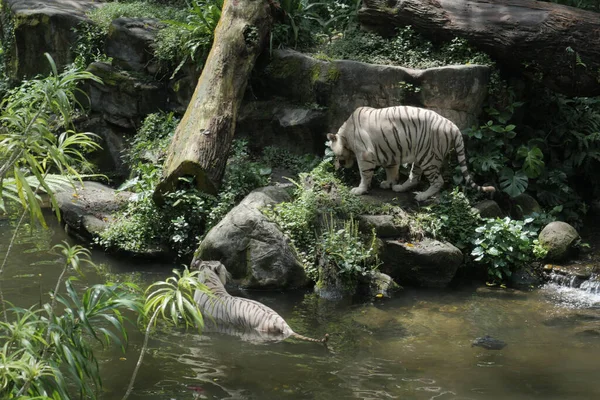 Paio Tigri Bianche Riposo Nella Giungla Foto Alta Qualità — Foto Stock
