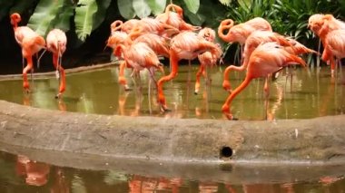 Singapur hayvanat bahçesinde toplanmış kırmızı ve pembe flamingo sürüsü. ,