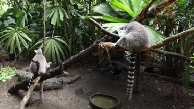 Halka kuyruklu lemur Singapur hayvanat bahçesine bakıyor. ,