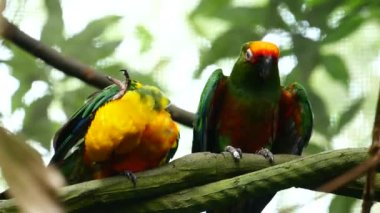 Sun Cornure parrots yellow and green. Parrots are raise.