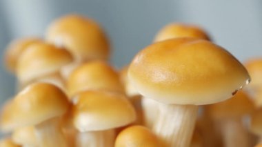 Mavi arka planda dağ mantarının detaylı görüntüsü ,