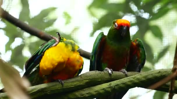 Sun Cornure Parrots Yellow Green Parrots Raise — Αρχείο Βίντεο
