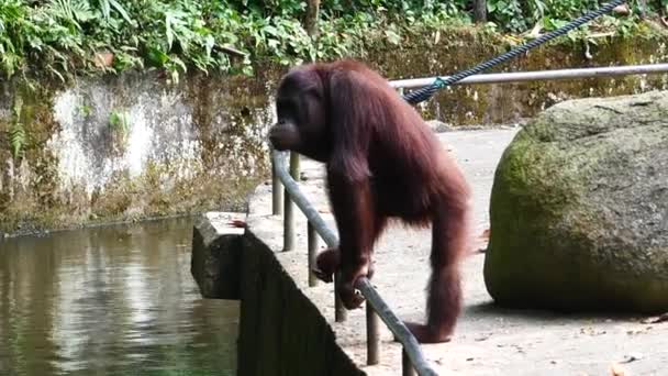 Young Orangutan Walking Outdoor Playground Singapore Zoo — Stock Video