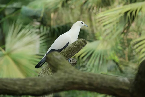 Gołębie Ptaki Przyrodzie — Zdjęcie stockowe
