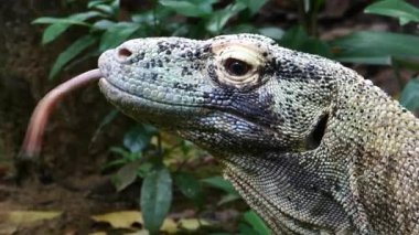 Komodo ejderhasının yavaş hareketi boynunu oynatıyor. Yüksek kalite 4k görüntü