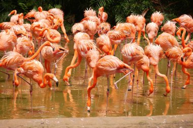 Singapur hayvanat bahçesinde toplanmış kırmızı ve pembe flamingo sürüsü. ,