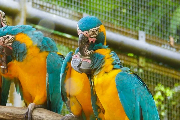 Niebiesko Żółty Macaw Singapore Zoo — Zdjęcie stockowe